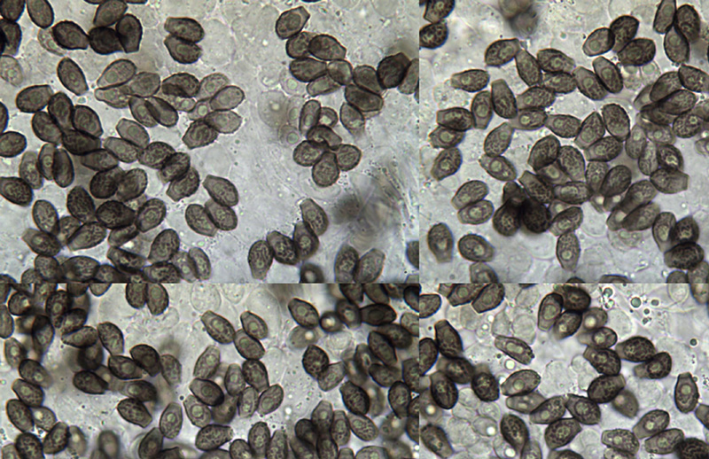 Coprinopsis echinospora spores Coprinopsis echinospora spory